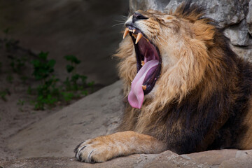 a male lion with a mane in profile growls