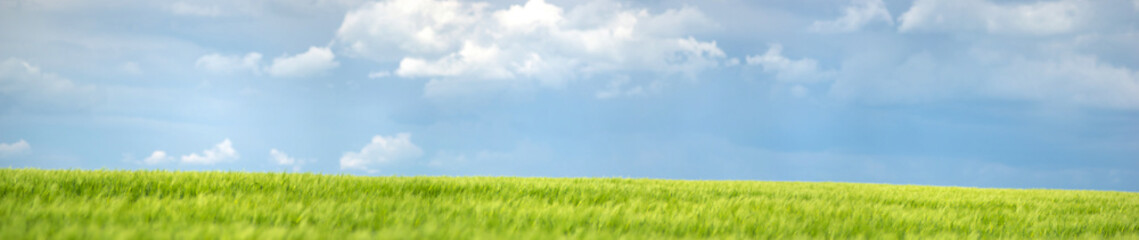 Fototapeta premium Wheat field against the background of the sky and clouds