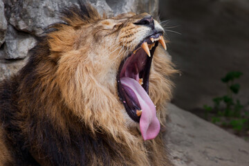a male lion with a mane in profile growls