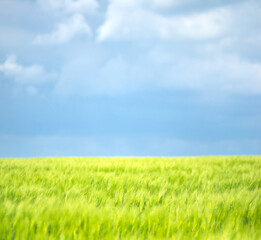 Wheat field against the background of the sky and clouds