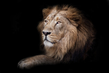 Naklejka na ściany i meble Proud male lion king sit in darkness paw forward in profile