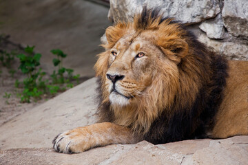 Calm and confident Asian lion with black mane sits under a stone