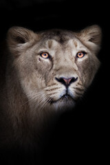 Obraz na płótnie Canvas Calm female lioness muzzle close-up full face