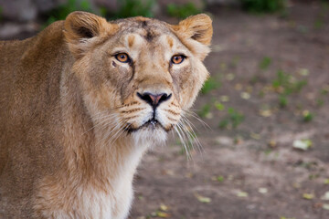 Fototapeta na wymiar attentive and calmly confident look of an adult lioness, head in profile is large