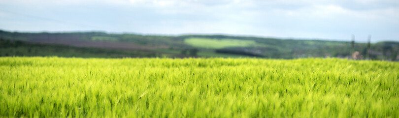 Wheat field against the background of the sky and clouds