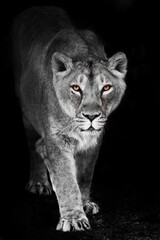 Fototapeta na wymiar A precarious lioness emerges from the darkness of the night in the translucent light of the moon that promises