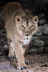 Asian lioness steps forward looking confidently against the background of stones