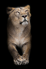 Fototapeta na wymiar Proud lioness, front half body with paws sits proudly