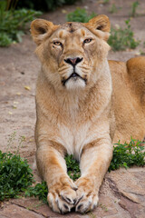 Obraz na płótnie Canvas Disciplinedly sits like an exemplary female lioness student, straight