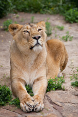 The female lioness sits slightly half-turned straight and clearly