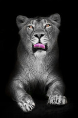Fototapeta na wymiar Lioness looks at you and licks her lips on a black background