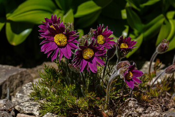 Pulsatilla easter flower on the rock alpine garden. Pulsatilla pratensis blooming
