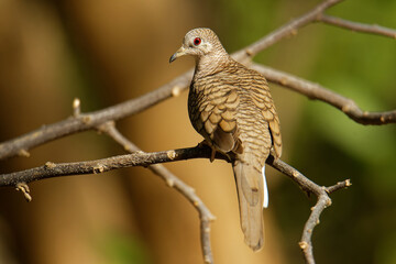 Inca dove or Mexican dove - Columbina inca is a small New World dove, gray-brown body covered in feathers that resemble a scaled pattern, ranges from Costa Rica to the American Southwest.