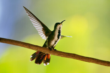 Green-breasted Mango - Anthracothorax prevostii  hummingbird from tropical America, from Mexico...