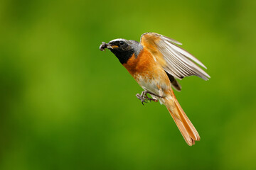 Common Redstart Phoenicurus phoenicurus small passerine bird in Phoenicurus, formerly Turdidae, now Old World flycatcher family Muscicapidae, flying orange and black bird on the green background