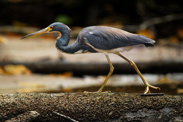 Tricolored Heron - Egretta tricolor, formerly Louisiana heron, small species of heron native to...