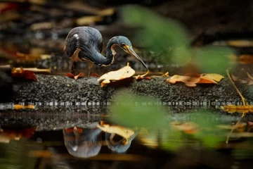 Foto op Plexiglas Tricolored Heron - Egretta tricolor, formerly Louisiana heron, small species of heron native to coastal parts of the Americas, long legged water bird on the beach with waves, grey colour © phototrip.cz