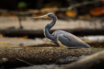 Tricolored Heron - Egretta tricolor, formerly Louisiana heron, small species of heron native to coastal parts of the Americas, long legged water bird on the beach with waves, grey colour