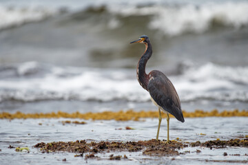 Tricolored Heron - Egretta tricolor, formerly Louisiana heron, small species of heron native to coastal parts of the Americas, long legged water bird on the beach with waves, grey colour
