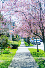 Cherry blossom trees are blooming!