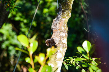 sagui laying in tree