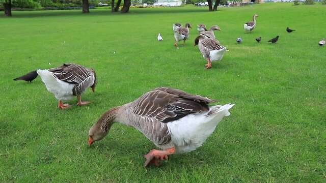 Grey geese are eating on traditional goose farm. Beautiful perigord geese walk on green lawn in summer. Goose meat, French foie gras delicacy, poultry on farm in village. Waterfowl hunting