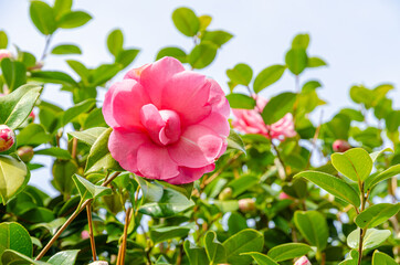 Fototapeta premium Pink color azalea flower petal