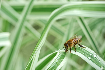 The bee drinks water from raindrops on canary-grass leaves