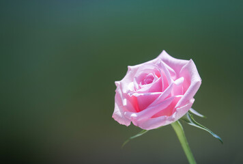 A pink rose blooming in a summer garden under the sun.