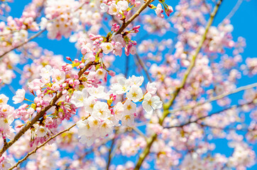 Cherry blossom trees are blooming!
