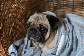 Close up photo of an adorable pug covered lying down on his doghouse bed