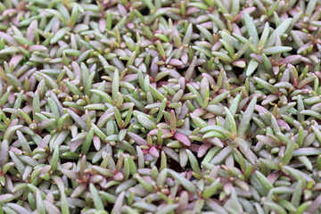 Young succulent leaves on a portulaca with no flowers