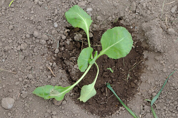 Planted on a bed and watered with water seedlings of white cabbage. The beginning of the summer season.
