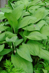 Wild garlic or bear onion a plant with large juicy leaves is healthy with a characteristic garlic flavor.