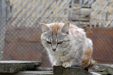 Naklejka na ściany i meble A fluffy gray country cat looks away with large yellow-green eyes.