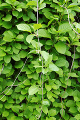 Schisandra chinensis. Lemongrass vines with young green leaves and small flowers under the spring sun.