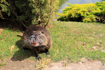 Nutria with long black fur, otter, marsh beaver eat carrots. Water rat, muskrat sits in the park,...