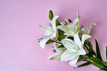 Beautiful white lilies on a pink background