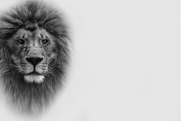 Portrait of a beautiful lion and copy space. Lion face isolated on white background