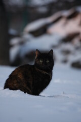 Fototapeta premium black cat in snow