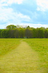 Road through green meadow, forest on horizon and clouds on blue sky - view in sunny day
