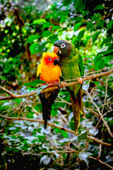 Parrots in love