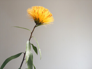 Orange and yellow flower of the Stifftia chrysantha plant which is a native species of Brazil. Also...