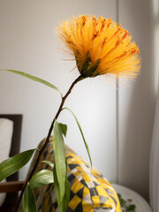 Orange and yellow flower of the Stifftia chrysantha plant which is a native species of Brazil. Also...