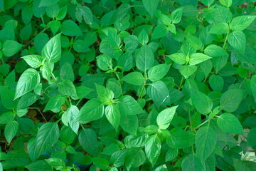 Naklejka na ściany i meble Fresh leaves - Close up detail texture of greenery, Green leaves background