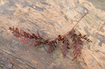 Uniquely shaped dry leaves. Close up detail of dry brown leaves on wood