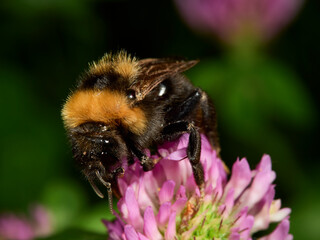 bee on flower