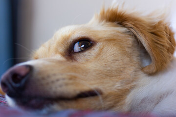 Closeup on afraid look of light brown retriever dog lying down in bed. Cute canine puppy looking alert and scared. Home pet, fear concepts
