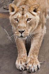 Fototapeta na wymiar lioness part stretching her paws in front of you
