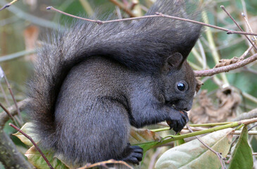 Squirrel Blacky eating